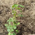 Moringa