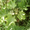 Barbados Nut