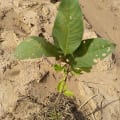 Guava