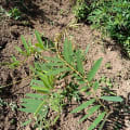 Tefrosia