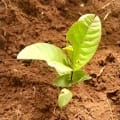 Guava