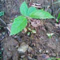 Roxburgh fig