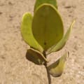 Mangrovia gialla