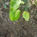 Dynamite Tree