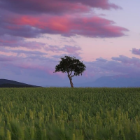 Treedom x Banca Generali Private - Marche