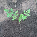 Moringa