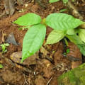 Cacao