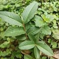 Guayaba