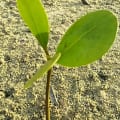 NODE 6