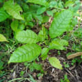Markhamia