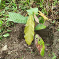 Cacao