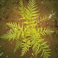 Grevillea