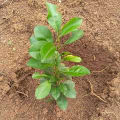 Citronnier