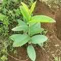 Guayaba