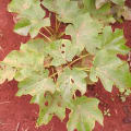 Barbados Nut
