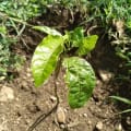 Passion Fruit