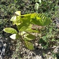 Cacao