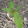 Cacao