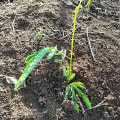 Albero della Vergine