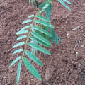 Tephrosia