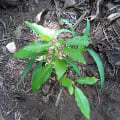LarsFirstTree