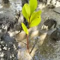 White Mangrove