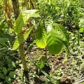 Cacao