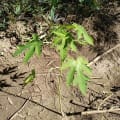 Papaya