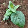 Tree Tomato