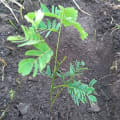 Albizia