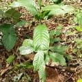 Cacao