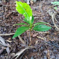 Dave the tree