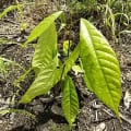 Cacao