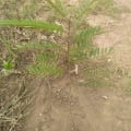 Cassia