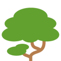 Albizia