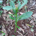 Aguacate