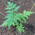 Neem