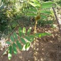 Tefrosia