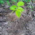 African Pear