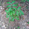 Caoba