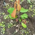 Cacao