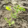 Moringa