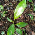 Chicozapote