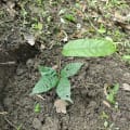 Cacao