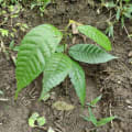 Cacao