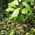 Cacao