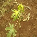 Papaya