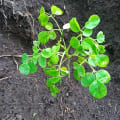 Moringa