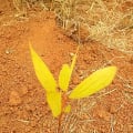 Acacia Mangium