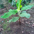 Banane